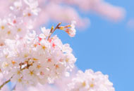 桜の木